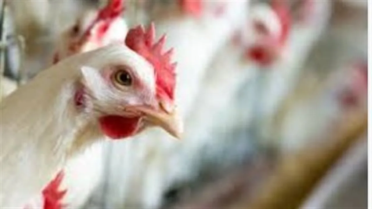 تغيرات مفاجئة.. أسعار الدواجن ومشتقاتها في الأسواق اليوم 26 أبريل